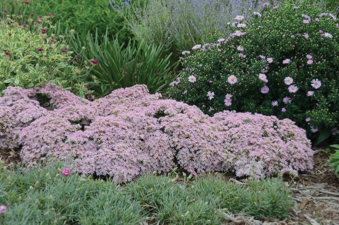 Rock 'N Grow Pure Joy Stonecrop (Sedum) Live Plant, Pink Flowers, 0.65 Gallon