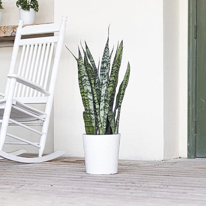 United Nursery Sansevieria Zeylanica Live Indoor Snake Plant 26-32 Shipping Size Shipped Fresh in 9.25 Grower Pot