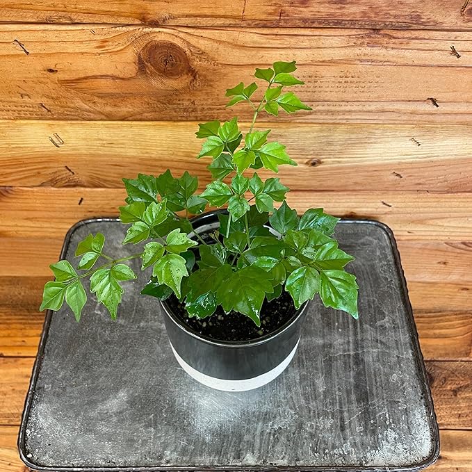 Radermachera Sinica China Doll, 4" Plant