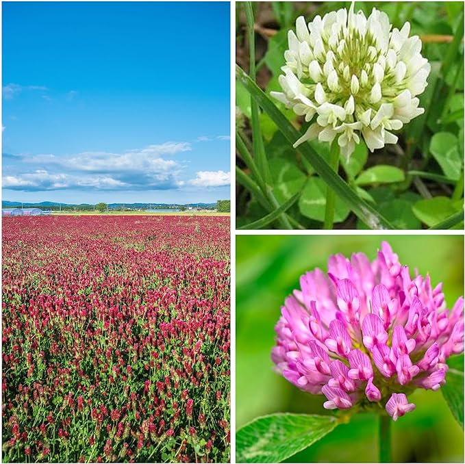 Clover Trio Seed Blend – Premium 1 Lb ~179,200 Seeds – Red, White & Crimson Clover – Cover Crop & Soil Enrichment Mix