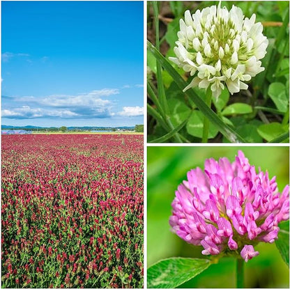 Clover Trio Seed Blend – Premium 1 Lb ~179,200 Seeds – Red, White & Crimson Clover – Cover Crop & Soil Enrichment Mix