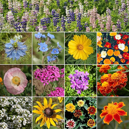 Ferry-Morse Colorscape Mix Bulk Flower Seeds, 1lb
