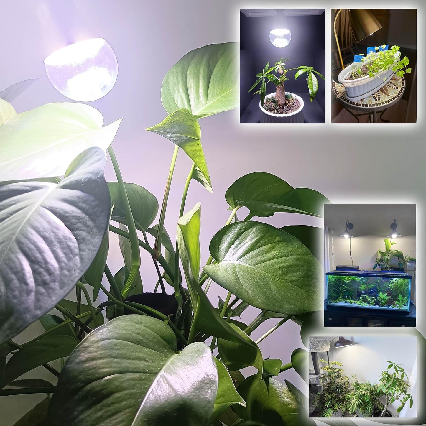 Full Spectrum Plant Grow Light Bulbs E26 A19 10W,Plant Growing Lamp Bulbs with Balanced Spectrum 5000K White Blue Red Yellow for Indoor Seeds Greens Laboratory Greenhouse Garden Hydroponic,2Pcs
