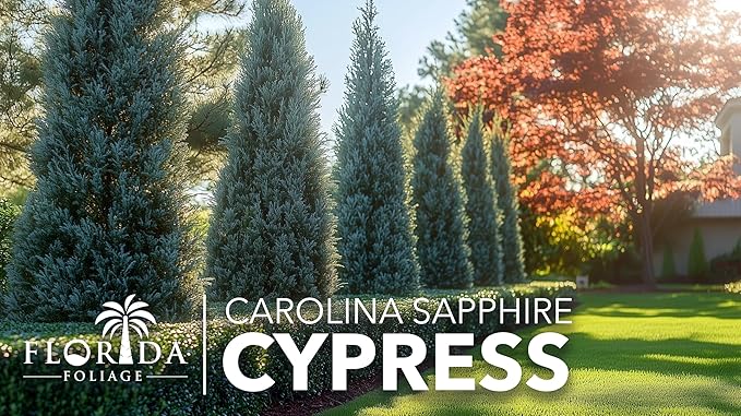 Carolina Sapphire | 3 Large Gallon Size Trees | Cupressus arizonica 'Carolina Sapphire' | Privacy Screen | Fast-Growing Evergreen Plants for Landscaping