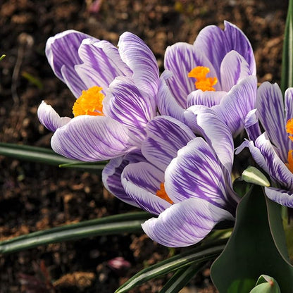 Easy to Grow Crocus Vernus King of The Stripes 20 Plant Bulbs - Violet & White Flowers in Late Winter to Spring, Full Sun Outdoor Zones 3-8