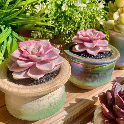 FWPP Live Succulents Plants Graptopetalum Purple Delight 2.5 inches,Rare Purple Succulents Bare Root Without Pot Soil, Live Plants Indoor Office Decoration Wedding and Gift