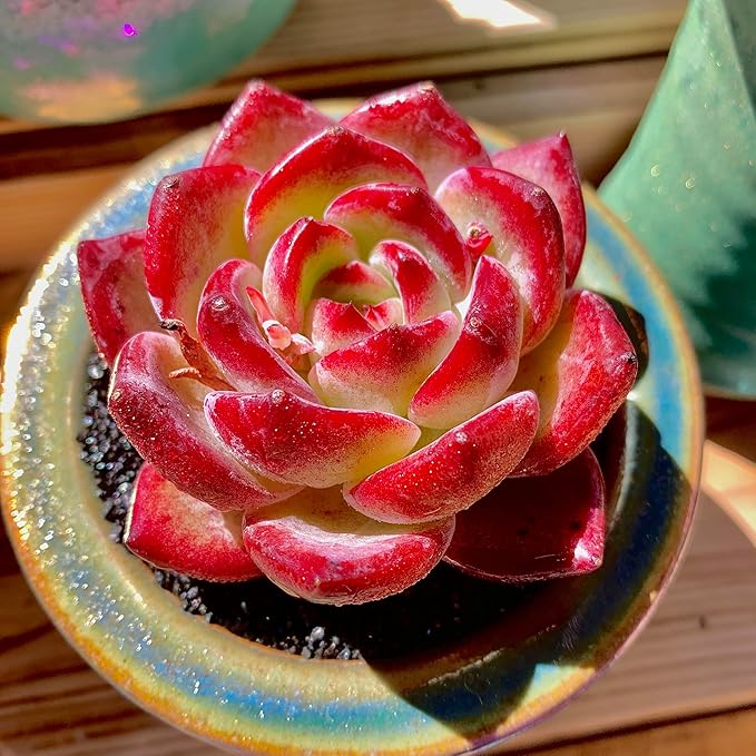 Echeveria Daredevil Rare Live Succulent Plants, Red 1 Head 2.5" Live Plant, Package Without Pot Soil, Garden Indoor Office Desk, Wedding Party Baby Shower Decoration, Friend Plant Lovers Gifts