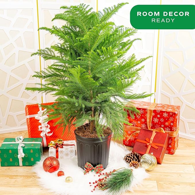 Costa Farms Live Christmas Tree, Large Norfolk Island Pine in Nursery Plant Pot, Potting Soil, Indoor Decor, All Seasons Christmas Gift or Room Decor, 3 Feet Tall