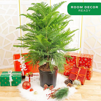 Costa Farms Live Christmas Tree, Large Norfolk Island Pine in Nursery Plant Pot, Potting Soil, Indoor Decor, All Seasons Christmas Gift or Room Decor, 3 Feet Tall