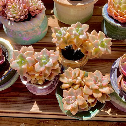 FWPP,Succulents Plants Live Graptoveria Paraguayense Bernalense Variegated, 2-3 Heads 4", Bare Root Without Pot Soil, Garden Indoor Office Desk, Wedding Baby Shower Decoration, Friend Lovers Gifts