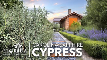 Carolina Sapphire | 20 Live Trees | Cupressus arizonica 'Carolina Sapphire' | Privacy Screen | Fast-Growing Evergreen Plants for Landscaping