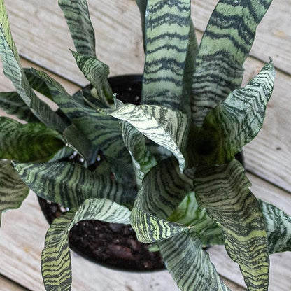 United Nursery Sansevieria Zeylanica Live Indoor Snake Plant 26-32 Shipping Size Shipped Fresh in 9.25 Grower Pot
