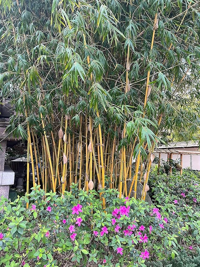 Bambusa Vulgaris Vittata | Live Plant | Golden Hawaiian Bamboo | Beautiful Rare Unique Specimen | Non-Invasive Clumping Bamboo Privacy Screen