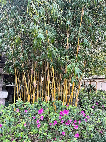 Bambusa Vulgaris Vittata | Live Plant | Golden Hawaiian Bamboo | Beautiful Rare Unique Specimen | Non-Invasive Clumping Bamboo Privacy Screen