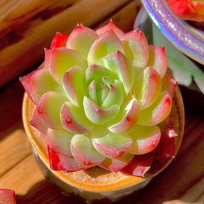 Echeveria Crystal Rose Rare Live Succulent Plants, Mini Pink 1 Head 2" Live Plant,Bare Root Without Pot Soil,Garden Indoor Office Desk Wedding Party Baby Shower Decoration, Friend Plant Lovers Gifts