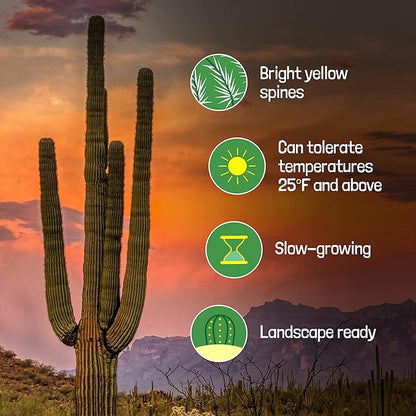 Cactus Outlet - Live Saguaro Cactus, Cactus Plants Live, 2’ - Live Plants Indoor & Outdoor Use, Rare Large Live Cactus - Landscape Ready Large Cactus Plant Live Delivered Right to Your Door