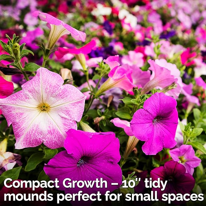 KVITER 2,000 Mix Dwarf Petunia Seeds for Planting Flowers (Nana Compacta) — Mini Petunia Flower Seeds, Annual, Organic & Non GMO — Beds, Hanging Baskets, Containers, Outdoor & Indoor Garden