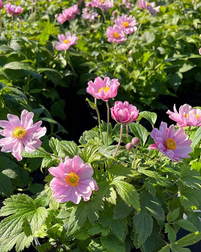 Perennial Farm Anemone x Hybrida Fantasy™ 'Pocahontas' – Live Windflower in #1 Container, Semi-Double Pink Blooms, Compact, Long Blooming, Deer Resistant, Ideal for Borders & Pollinator Gardens