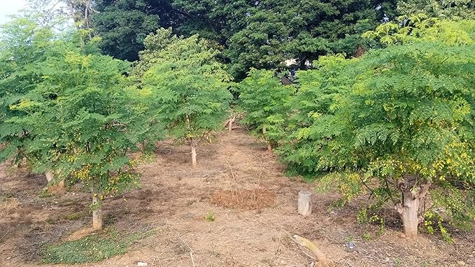 3 Moringa Plants with Free Moringa Seeds - Live Moringa Tree - Moringa Oleifera Plant - Moringa Tree - Drumstick Tree - Miracle Tree - Established Roots - Non-GMO - Organic - Moringa Plants - Herbs