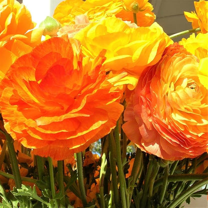 Easy to Grow Ranunculus Tecolote Gold 10 Plant Bulbs - Orange Yellow Flowers in Spring, Full Sun Outdoor Zones 8-10, Mediterranean Carlsbad Flower Fields