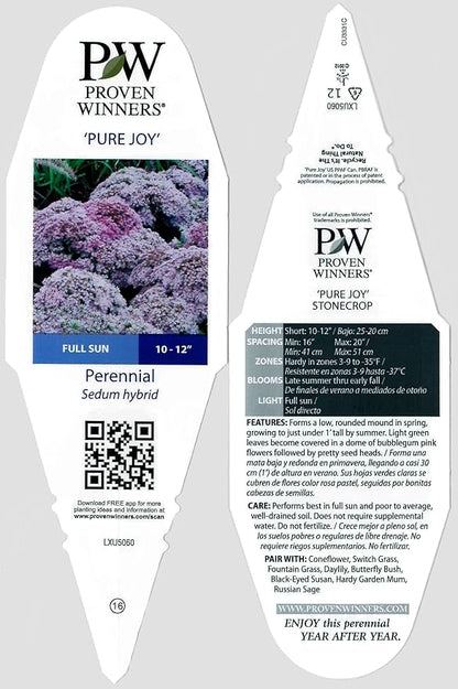 Rock 'N Grow Pure Joy Stonecrop (Sedum) Live Plant, Pink Flowers, 0.65 Gallon