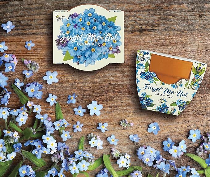 BUZZY Seeds Mini Terracotta Pots 12-Pack Daydream Forget-Me-Not Flowers, All-in-One Seed Starter Kit for Kids and Adults, Indoor Outdoor Gardening Gift, Wedding Favors, Seeds for Planting Flowers