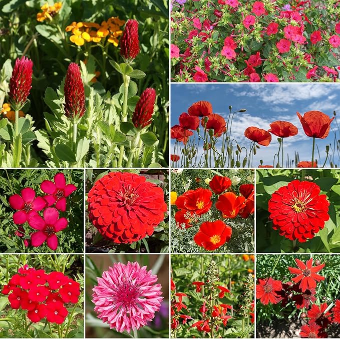 Ferry-Morse Red Mix Bulk Flower Seeds, 1lb