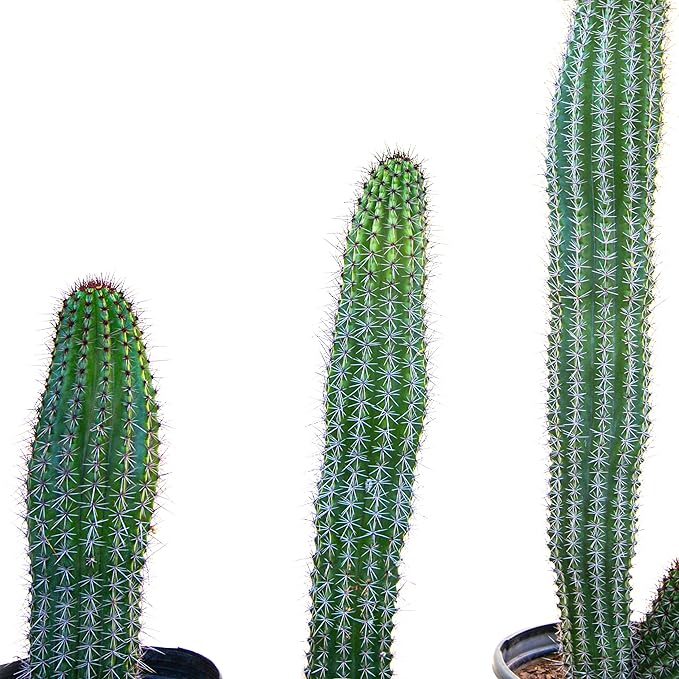 Cactus Outlet - Cactus Plants Live, Live Plants Indoor & Outdoor Use, Live Cactus, Organ Pipe 12”-18”- Large Live Cactus - Landscape Ready Large Cactus Plant Live Delivered Right to Your Door