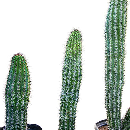 Cactus Outlet - Cactus Plants Live, Live Plants Indoor & Outdoor Use, Live Cactus, Organ Pipe 12”-18”- Large Live Cactus - Landscape Ready Large Cactus Plant Live Delivered Right to Your Door