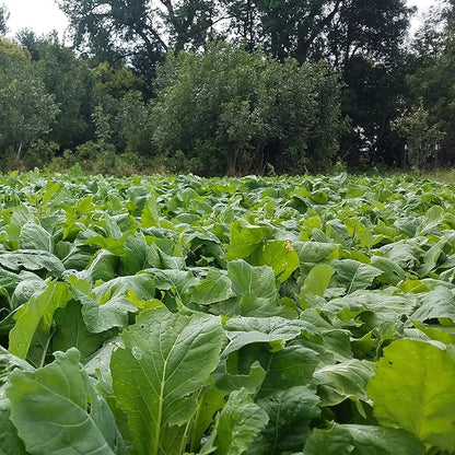 Seeds of Science Pro Brassica Blend (2)