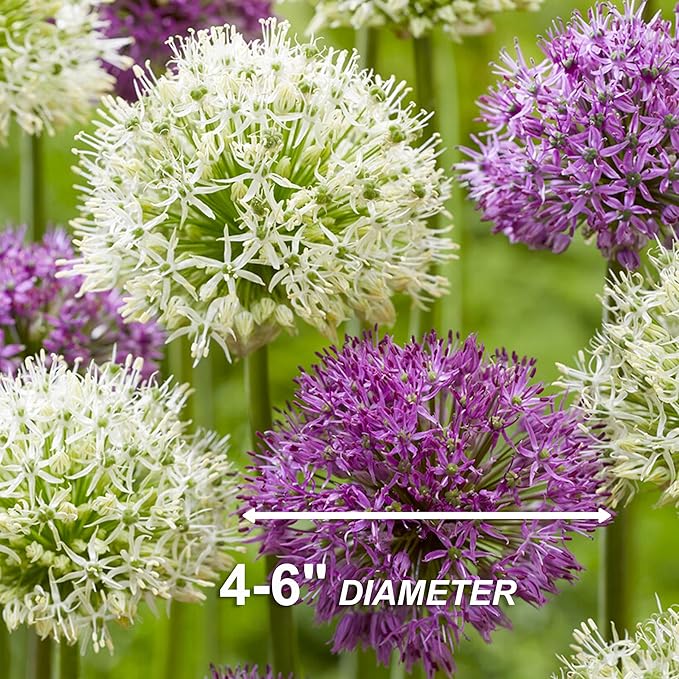 Garden State Bulb Wild About Mixed Allium Flower Bulbs, 10/12cm, Fall Planting (Bag of 50)