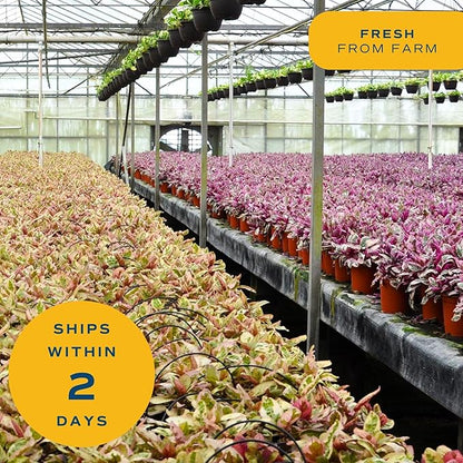 Costa Farms Money Tree Live Plants, Pack of 2 | Easy to Grow Indoor Houseplants in 10-Inch Plant Pots | 3-4 Feet Tall Bonsai | Home, Office, or Room Decor | Birthday, Housewarming Gift