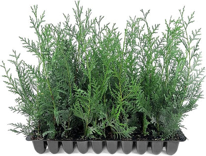 Leyland Cypress | 60 Live Plants | Cupressocyparis leylandii | Fast Growing Privacy Trees, Evergreen Landscape Plants, Drought Tolerant, Low Maintenance, Windbreak, Hardy