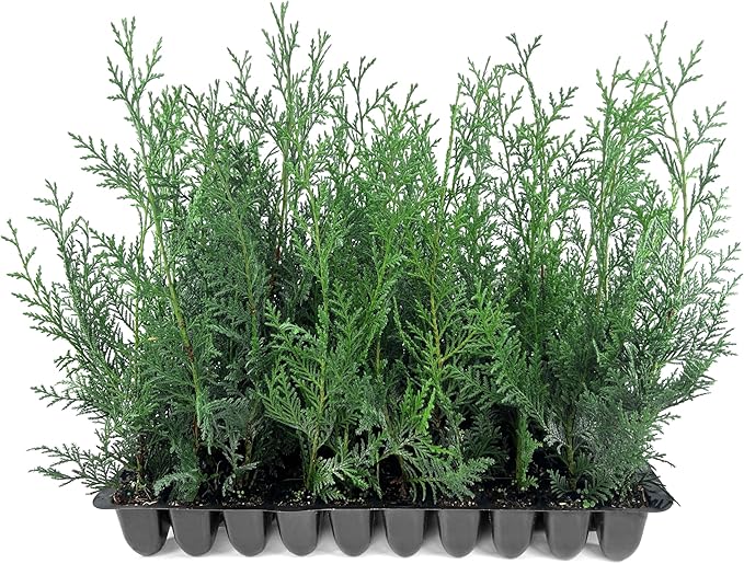 Leyland Cypress | 50 Live Plants | Cupressocyparis leylandii | Fast Growing Privacy Trees, Evergreen Landscape Plants, Drought Tolerant, Low Maintenance, Windbreak, Hardy