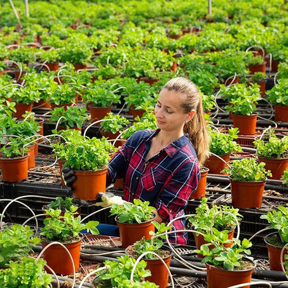 Augshy 110 Pcs 6" Plastic Plants Nursery Pot, Seed Starting Pots for Succulent Seedling Cutting Transplanting