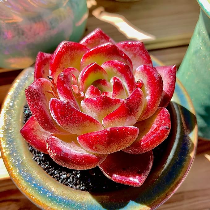 Echeveria Daredevil Rare Live Succulent Plants, Red 1 Head 2.5" Live Plant, Package Without Pot Soil, Garden Indoor Office Desk, Wedding Party Baby Shower Decoration, Friend Plant Lovers Gifts