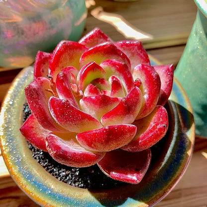 Echeveria Daredevil Rare Live Succulent Plants, Red 1 Head 2.5" Live Plant, Package Without Pot Soil, Garden Indoor Office Desk, Wedding Party Baby Shower Decoration, Friend Plant Lovers Gifts