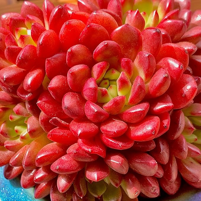 Echeveria Pink Rubby Rare Live Succulent Plants, Red Cluster 3.5" Live Plant, Package Without Pot & Soil, Garden Indoor Office Desk, Wedding Party Baby Shower Decoration, Friend Plant Lovers Gifts
