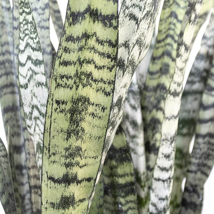 United Nursery Sansevieria Zeylanica Live Indoor Snake Plant 26-32 Shipping Size Shipped Fresh in 9.25 Grower Pot