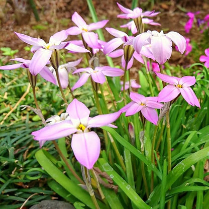 Easy to Grow Starflower 'Charlotte Bishop' Plant Bulbs (10 Pack) - Light Pink Flowering Blooms in Spring Gardens
