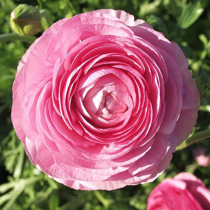 Easy to Grow Ranunculus Tecolote Pink - 10 Plant Bulbs, Pink Flowers in Spring, Full Sun Mediterranean Carlsbad Flower Fields