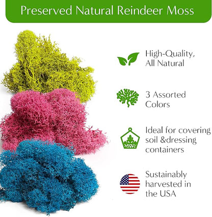 – DIY Large Terrarium Starter Kit with Soil, Moss, Pebbles, Healing Crystal, Tools & Supplies – Terrarium Kit for Adults & Kids, Handcrafted in USA