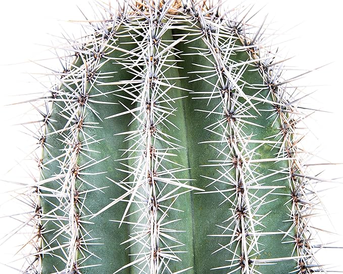 Cactus Outlet - Live Saguaro Cactus, Cactus Plants Live, Live Cactus 4’ - Live Plants Indoor & Outdoor Use, Rare Large Live Cactus - Landscape Ready Large Cactus Plant Live