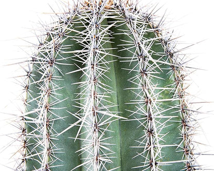 Cactus Outlet - Live Saguaro Cactus, Cactus Plants Live, Live Cactus 4’ - Live Plants Indoor & Outdoor Use, Rare Large Live Cactus - Landscape Ready Large Cactus Plant Live