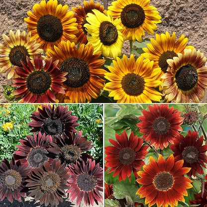 Ferry-Morse Red Shades Mix Bulk Sunflower Seeds, 1lb