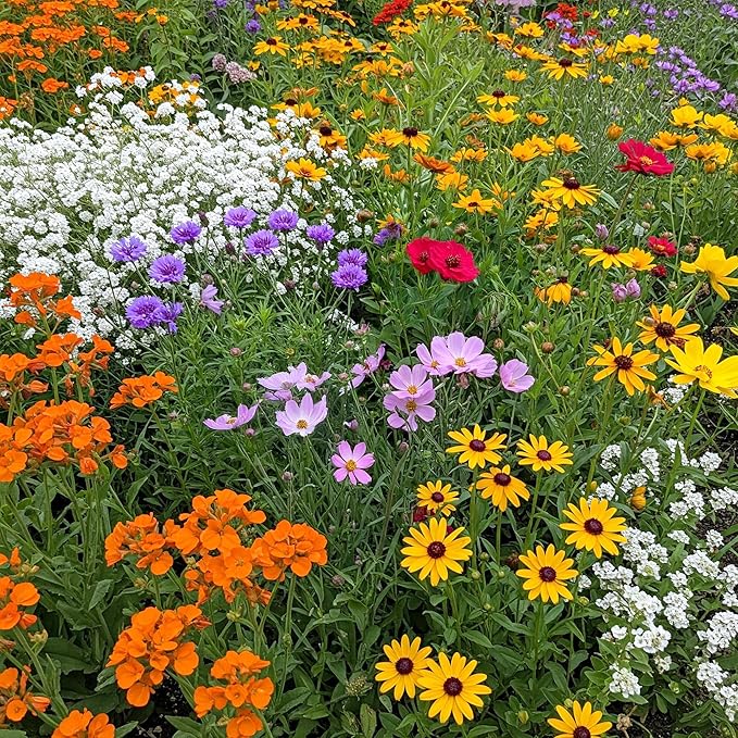 Ferry-Morse Gulf Coast-Caribbean Mix Bulk Wildflower Seeds, 1lb