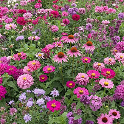 Ferry-Morse Pink and Purple Mix Bulk Flower Seeds, 1lb