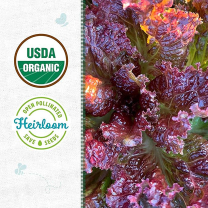 Back to The Roots 100% Organic Heirloom Seeds - Red Lettuce Value Pack (1.4g Total)