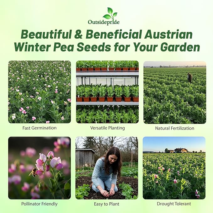 Outsidepride Austrian Winter Peas Seeds for Planting – 50 lbs Bag (Cool-Season Cover Crop, High-Protein Deer Food Plot Seed) Field Peas, Cover Crop Seeds, Spring Mix for Soil Health & Forage
