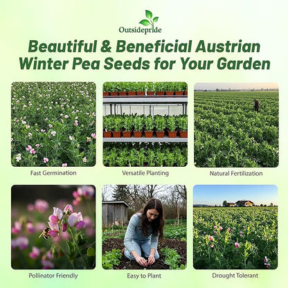 Outsidepride Austrian Winter Peas Seeds for Planting – 1 lbs Bag (Cool-Season Cover Crop, High-Protein Deer Food Plot Seed) Field Peas, Cover Crop Seeds, Spring Mix for Soil Health & Forage